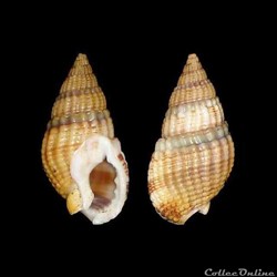 Nassariidae - Tritia reticulata (Linné, 1758)