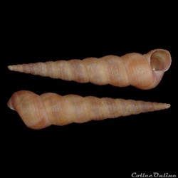 Turritellidae - Turritellinella tricarinata (Brocchi, 1814)
