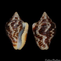 Columbellidae - Columbella mercatoria (Linné, 1758)