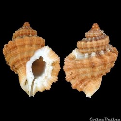 Cymatiidae - Turritriton labiosus (Wood, 1828)
