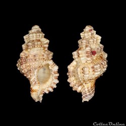 Cymatiidae - Monoplex nicobaricus (Röding, 1798)
