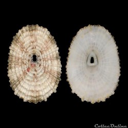 Fissurellidae - Fissurella rosea (Gmelin, 1791)