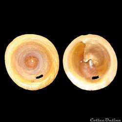Calyptraeidae - Calyptraea chinensis (Linné, 1758)