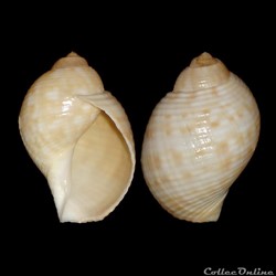 Tonnidae - Tonna pennata (Mörch, 1853)