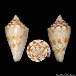 Conasprella memiae (Habe & Kosuge, 1970)