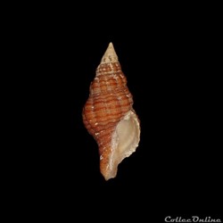 Fasciolariidae - Polygona angulata (Röding, 1798)