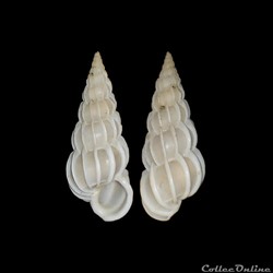 Epitoniidae - Gyroscala commutata (Monterosato, 1877)