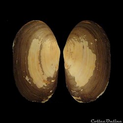 Mactridae - Lutraria lutraria (Linné, 1758)