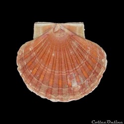 Pectinidae - Pecten maximus (Linné, 1758)