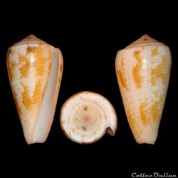 Pionoconus metcalfii (Reeve, 1843)