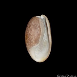 Bullidae - Bulla striata (Bruguière, 1792)