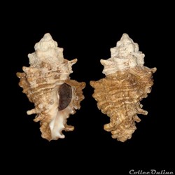 Turbinellidae - Vasum capitellum (Linné, 1758)