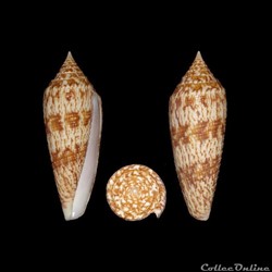 Phasmoconus (Phasmoconus) australis (Holten, 1802)
