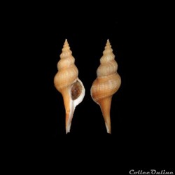 Buccinidae - Afer pseudofusinus (Fraussen & Hadorn, 2000)