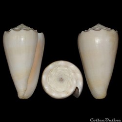 Conus crosseanus f. suffusus (Sowerby III, 1870)