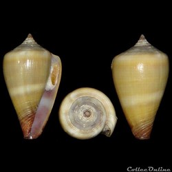 Lautoconus (Africonus) messiasi (Rolán & Fernandes, 1990)
