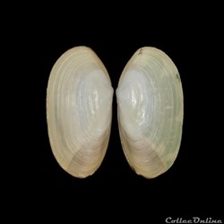 Mactridae - Lutraria angustior (Philippi, 1844)