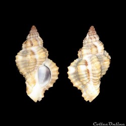 Muricidae - Inermicosta inermicosta (Vokes, 1964)