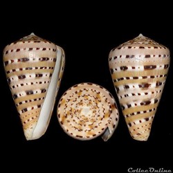 Conidae - Genuanoconus genuanus (Linné, 1758)