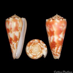 Fulgiconus (Fugiconus) merleti (Mayissian, 1974)