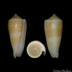 Pionoconus consors (Sowerby I, 1833)