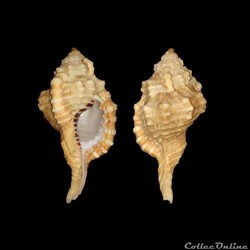 Cymatiidae - Ranularia rehderi (Verrill, 1950)