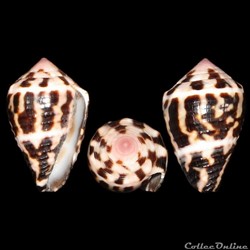 Virroconus chaldaeus (Röding, 1798)
