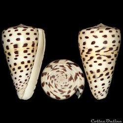 Tesselliconus eburneus (Hwass in Bruguière, 1792)