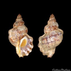 Bursidae - Talisman scrobilator (Linné, 1758)