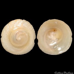 Calyptraeidae - Calyptraea chinensis (Linné, 1758)