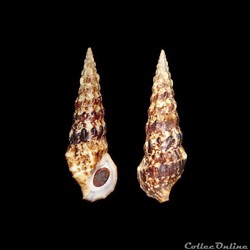 Cerithiidae - Cerithium alucastrum (Brocchi, 1814)