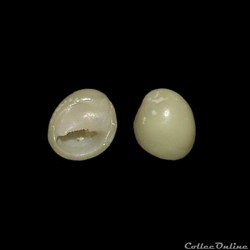 Neritidae - Smaragdia viridis Lamarck, 1822