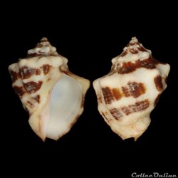 Muricidae - Vasula deltoidea (Lamarck, 1822)