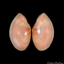 Tellinidae - Bosemprella incarnata (Linné, 1758)