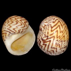 Naticidae - Natica fulminea (Gmelin, 1791)