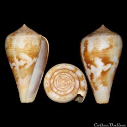 Chelyconus ermineus ermineus (Born 1778)