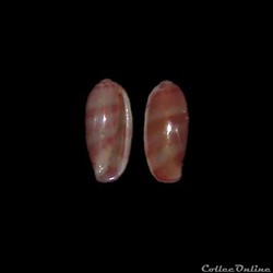 Marginellidae - Volvarina rubella (Adams, 1845)