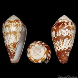 Lautoconus (Varioconus) aemulus (Reeve, 1844)