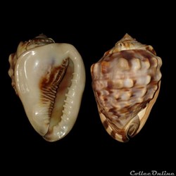 Cassidae - Cassis flammea (Linné, 1758)