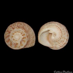 Modulidae - Modulus modulus (Linné, 1758)