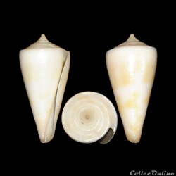 Dauciconus (Dauciconus) attenuatus (Reeve, 1844)