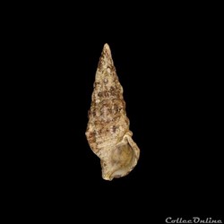 Cerithiidae - Cerithium atratum (Born, 1778)