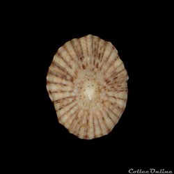 Fissurellidae - Diodora listeri (d'Orbigny, 1847)