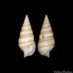 Pyramidellidae - Pyramidella dolabrata (Linné, 1758)