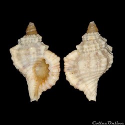 Cymatiidae - Monoplex nicobaricus (Röding, 1798)