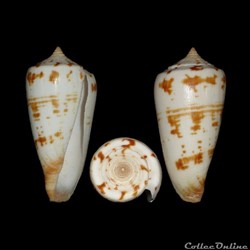 Phasmoconus (Phasmoconus) collisus (Reeve, 1849)