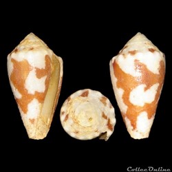 Conidae - Stephanoconus regius (Gmelin, 1791)