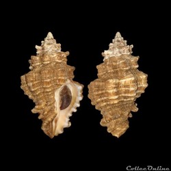 Turbinellidae - Vasum capitellum (Linné, 1758)