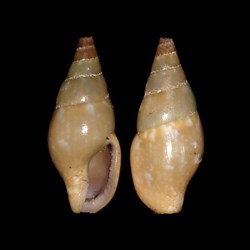 Columbellidae - Mitrella gervillii (Payraudeau, 1826)