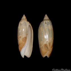 Olividae - Agaronia acuminata (Lamarck, 1811)